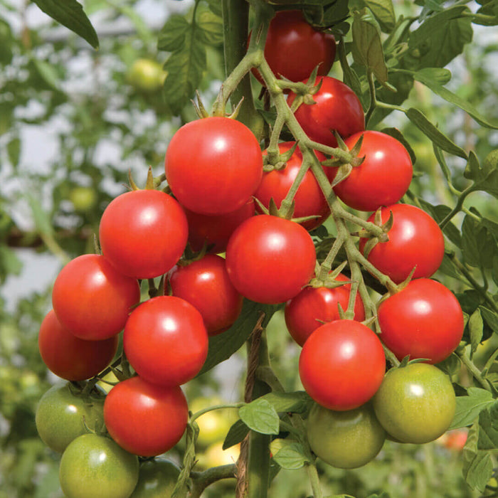 Sakura Tomato Seeds - Vegetable Plant