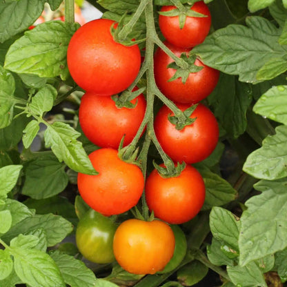 Sakura Tomato Seeds - Vegetable Plant