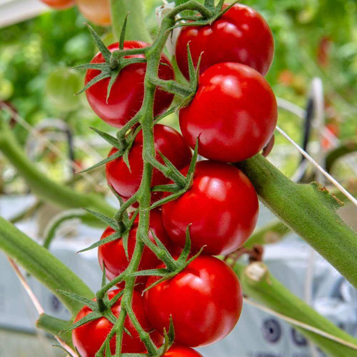 Sakura Tomato Seeds - Vegetable Plant