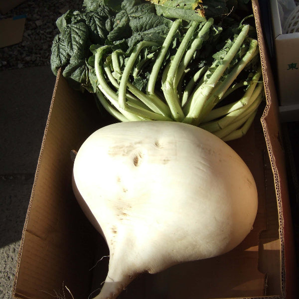 Sakurajima Daikon Seeds 