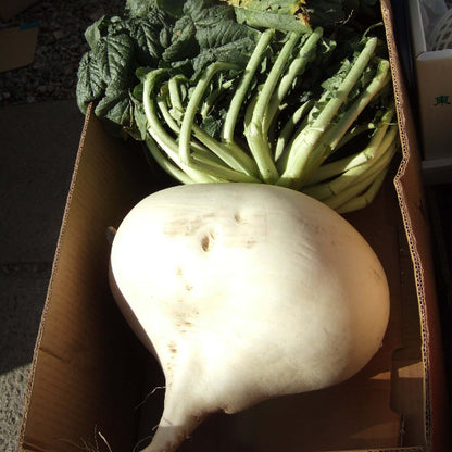 Sakurajima Daikon Seeds 