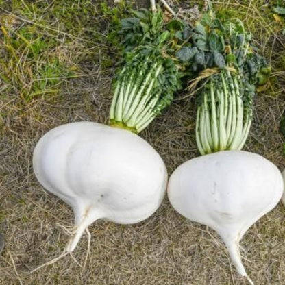 Sakurajima Daikon Seeds 