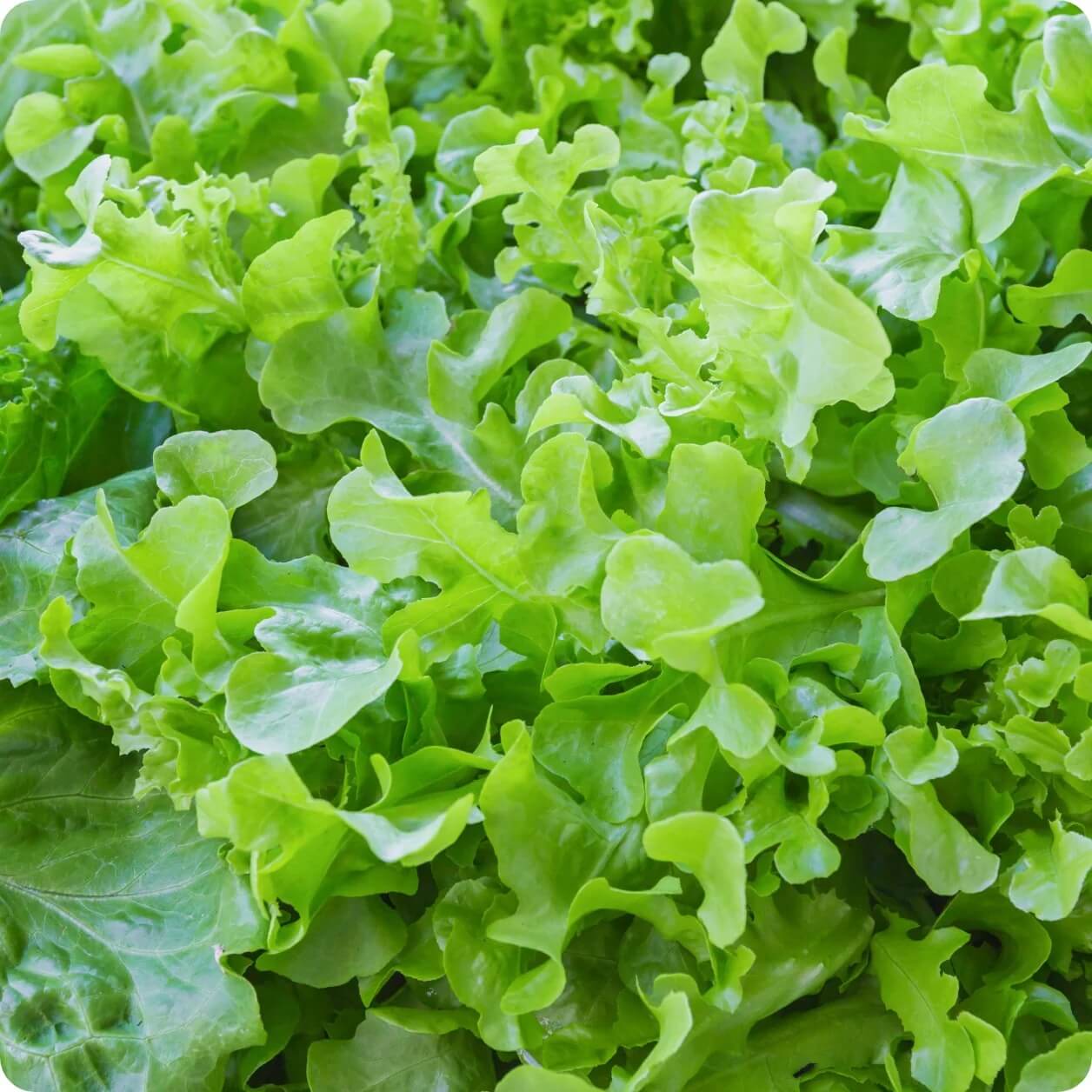 Salad Bowl Lettuce Seeds