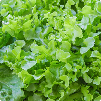 Salad Bowl Lettuce Seeds