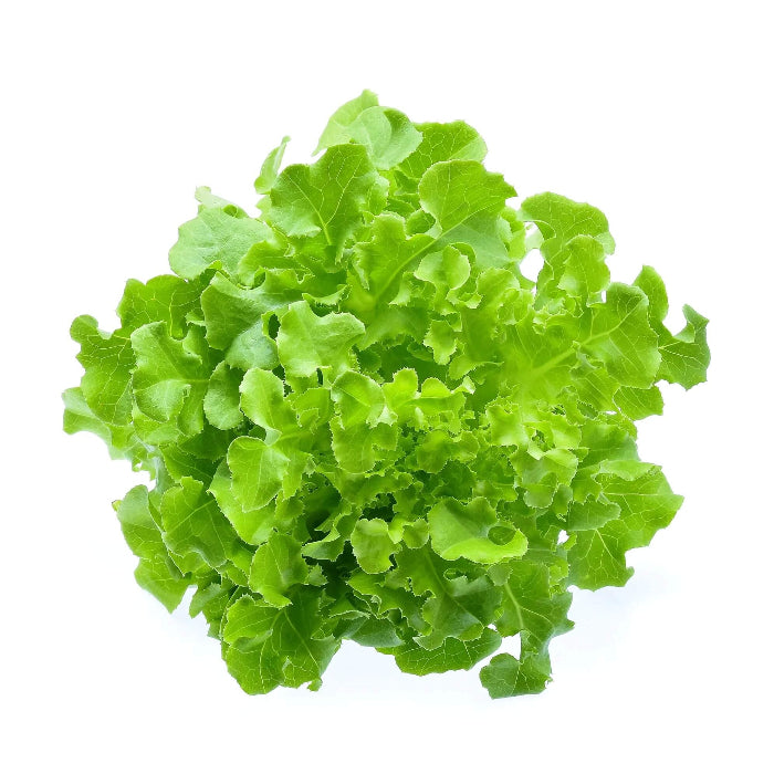 Salad Bowl Lettuce Seeds