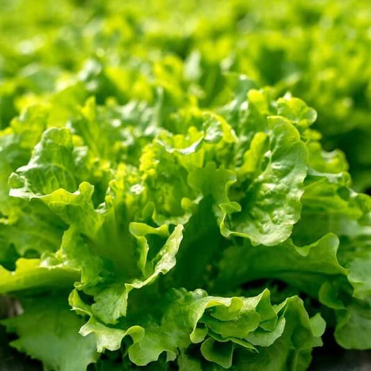 Salad Bowl Lettuce Seeds