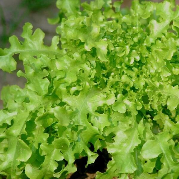 Salad Bowl Lettuce Seeds