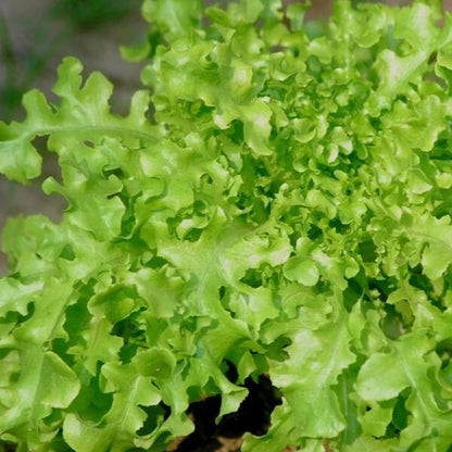 Salad Bowl Lettuce Seeds