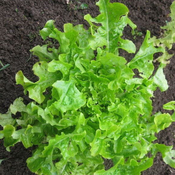 Salad Bowl Lettuce Seeds