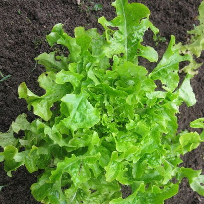 Salad Bowl Lettuce Seeds