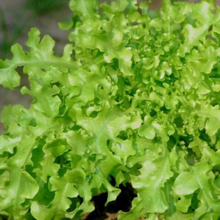 Salad Bowl Lettuce seeds - Vegetable Plant