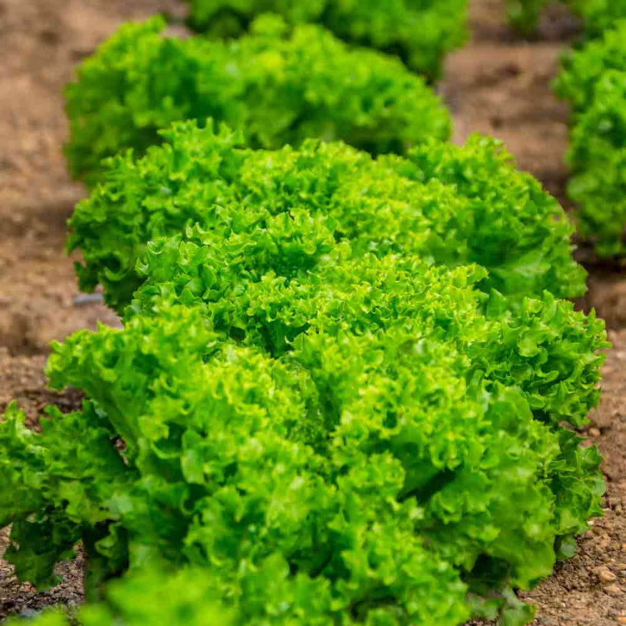 Salad Bowl Lettuce seeds - Vegetable Plant