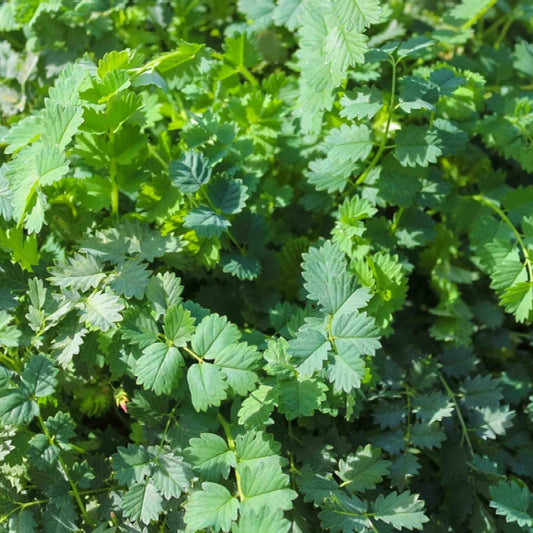 Salad Burnet Seeds - Herbal Plant