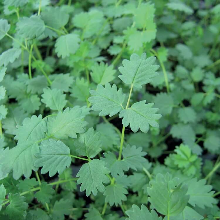 Salad Burnet Seeds - Herbal Plant