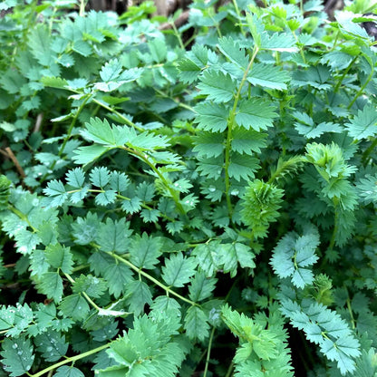 Salad Burnet Seeds - Herbal Plant