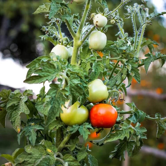 Salad Tomato Seeds