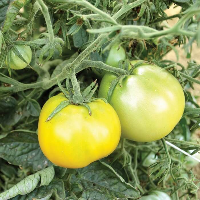Salad Tomato Seeds