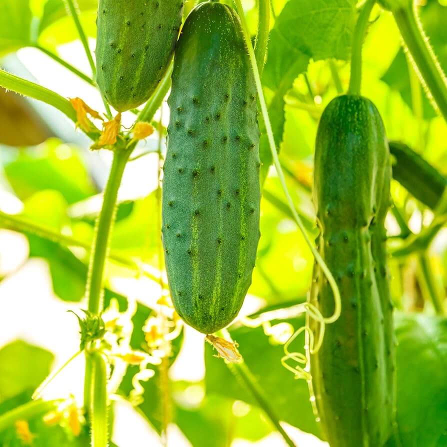 Salad bush cucumber seeds - Vegetable Plant