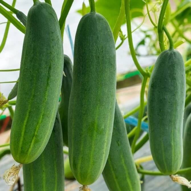 Salad bush cucumber seeds - Vegetable Plant