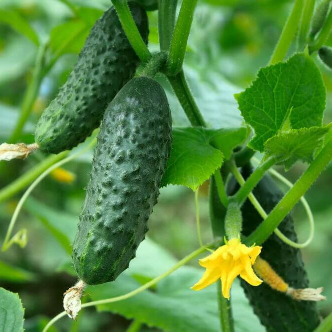 Salad bush cucumber seeds - Vegetable Plant