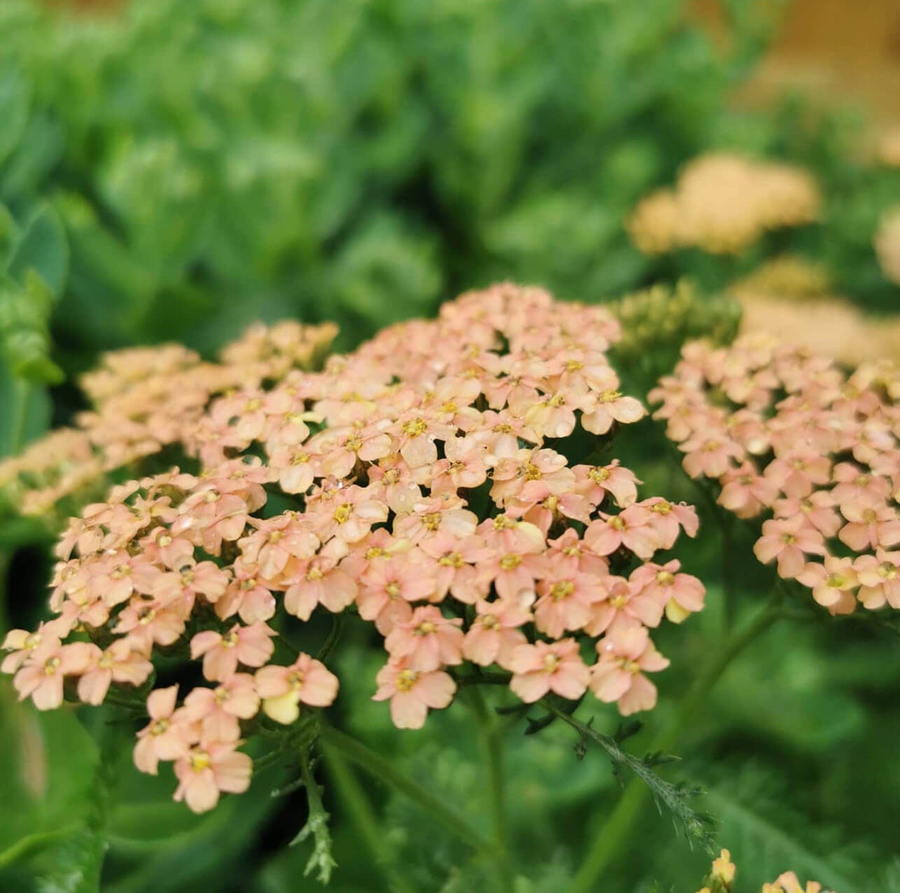 Salmon Beauty Achillea Seeds