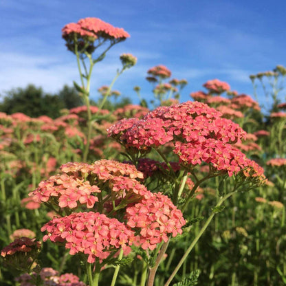 Salmon Beauty Achillea Seeds