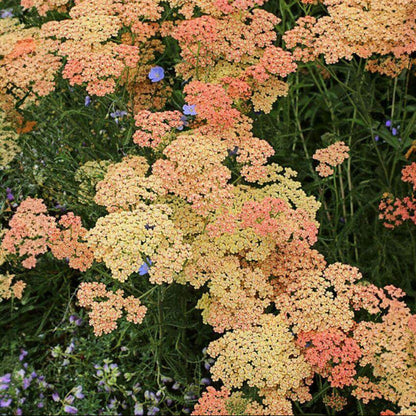 Salmon Beauty Achillea Seeds
