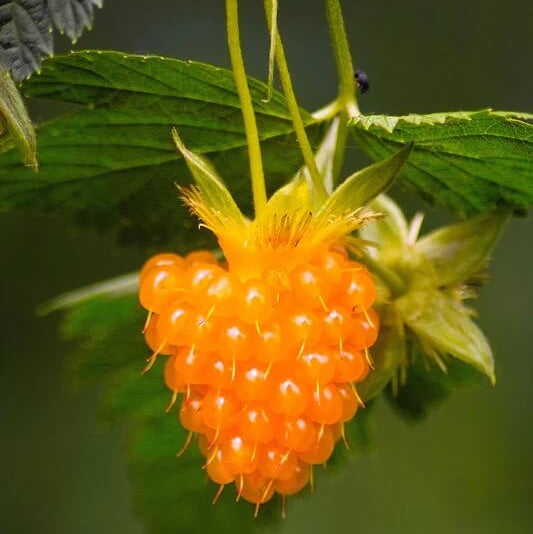 Salmonberry seeds - Fruit Plant for Home Gardens