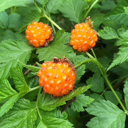 Salmonberry seeds - Fruit Plant for Home Gardens