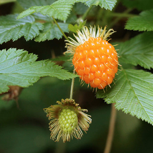Salmonberry seeds - Fruit Plant for Home Gardens