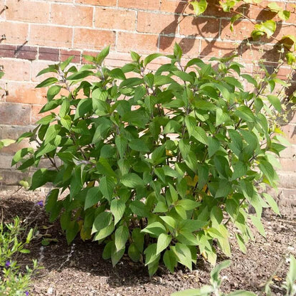 Salvia Elegans Seeds