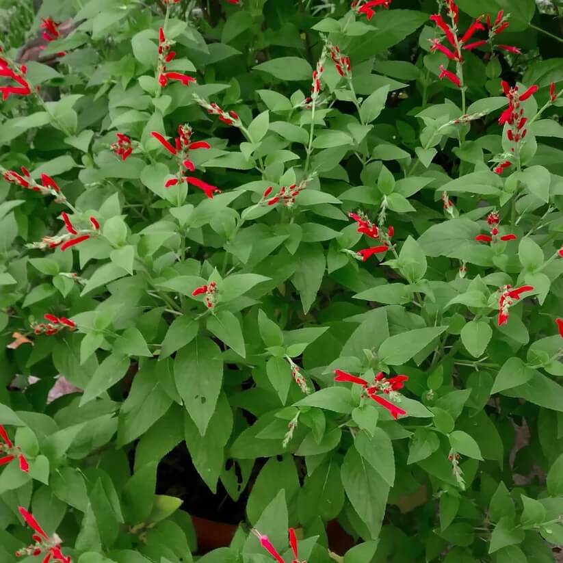 Salvia Elegans Seeds