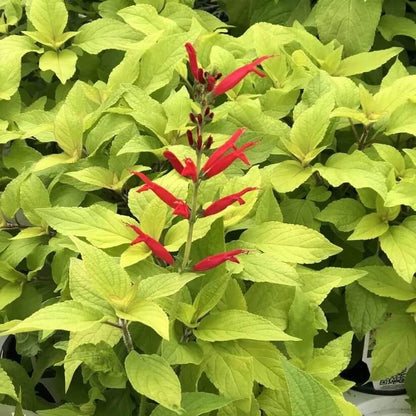 Salvia Elegans Seeds