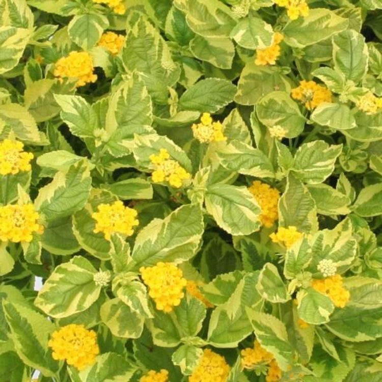 Samantha Lantana Seeds - Ornamental Plant Seeds for Home Gardens