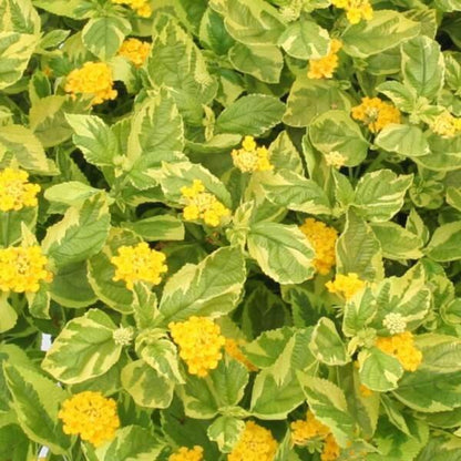 Samantha Lantana Seeds - Ornamental Plant Seeds for Home Gardens