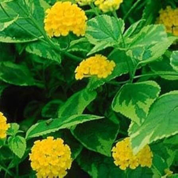Samantha Lantana Seeds - Ornamental Plant Seeds for Home Gardens