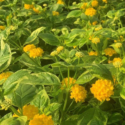 Samantha Lantana Seeds - Ornamental Plant Seeds for Home Gardens
