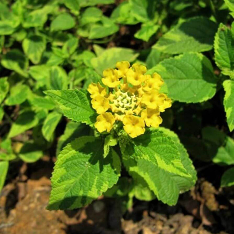 Samantha Lantana Seeds - Ornamental Plant Seeds for Home Gardens