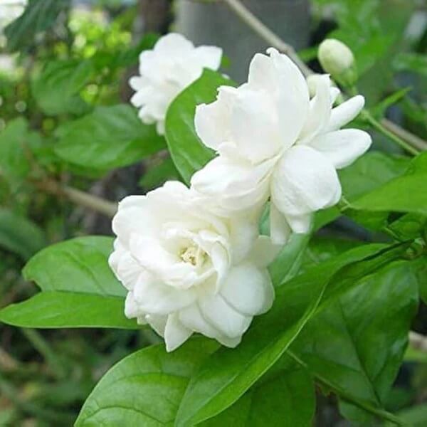 Sambac Jasmine Seeds