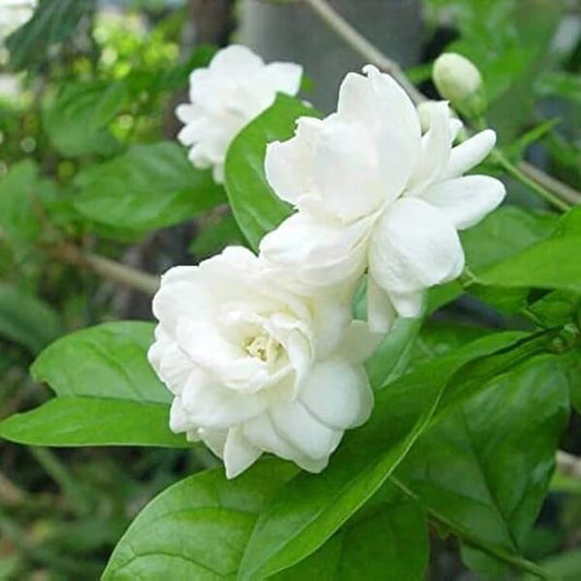 Sambac Jasmine Seeds