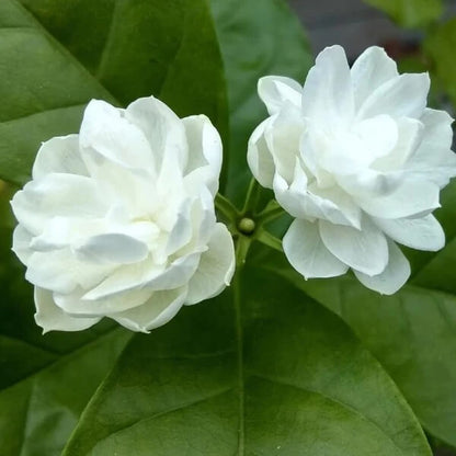 Sambac Jasmine Seeds