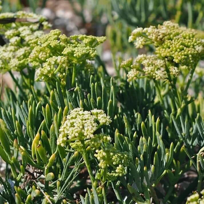 Samphire Seeds - Heirloom Vegetable Plant for Home Gardens
