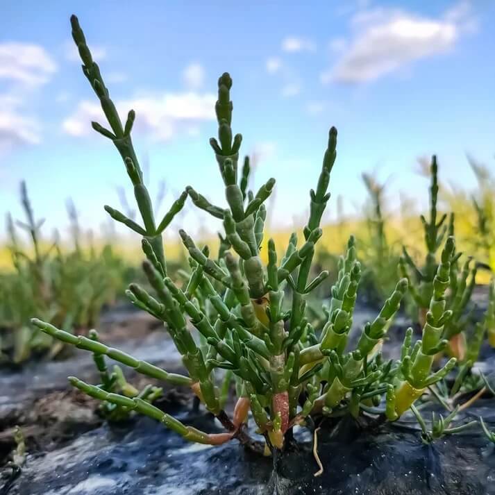 Samphire Seeds - Heirloom Vegetable Plant for Home Gardens