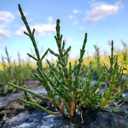 Samphire Seeds - Heirloom Vegetable Plant for Home Gardens