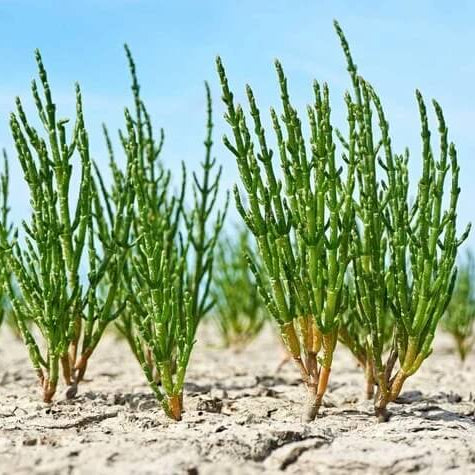 Samphire Seeds - Heirloom Vegetable Plant for Home Gardens