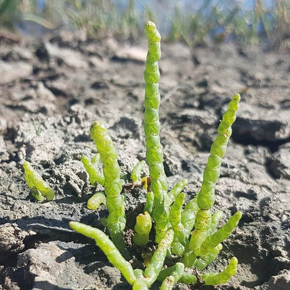 Samphire Seeds - Heirloom Vegetable Plant for Home Gardens