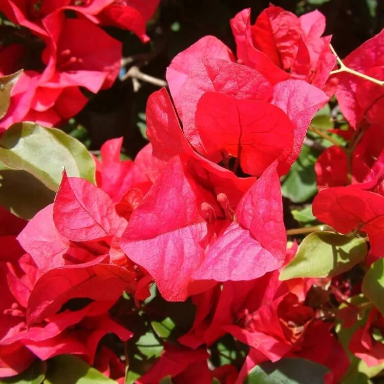 San Diego Red Bougainvillea Seeds