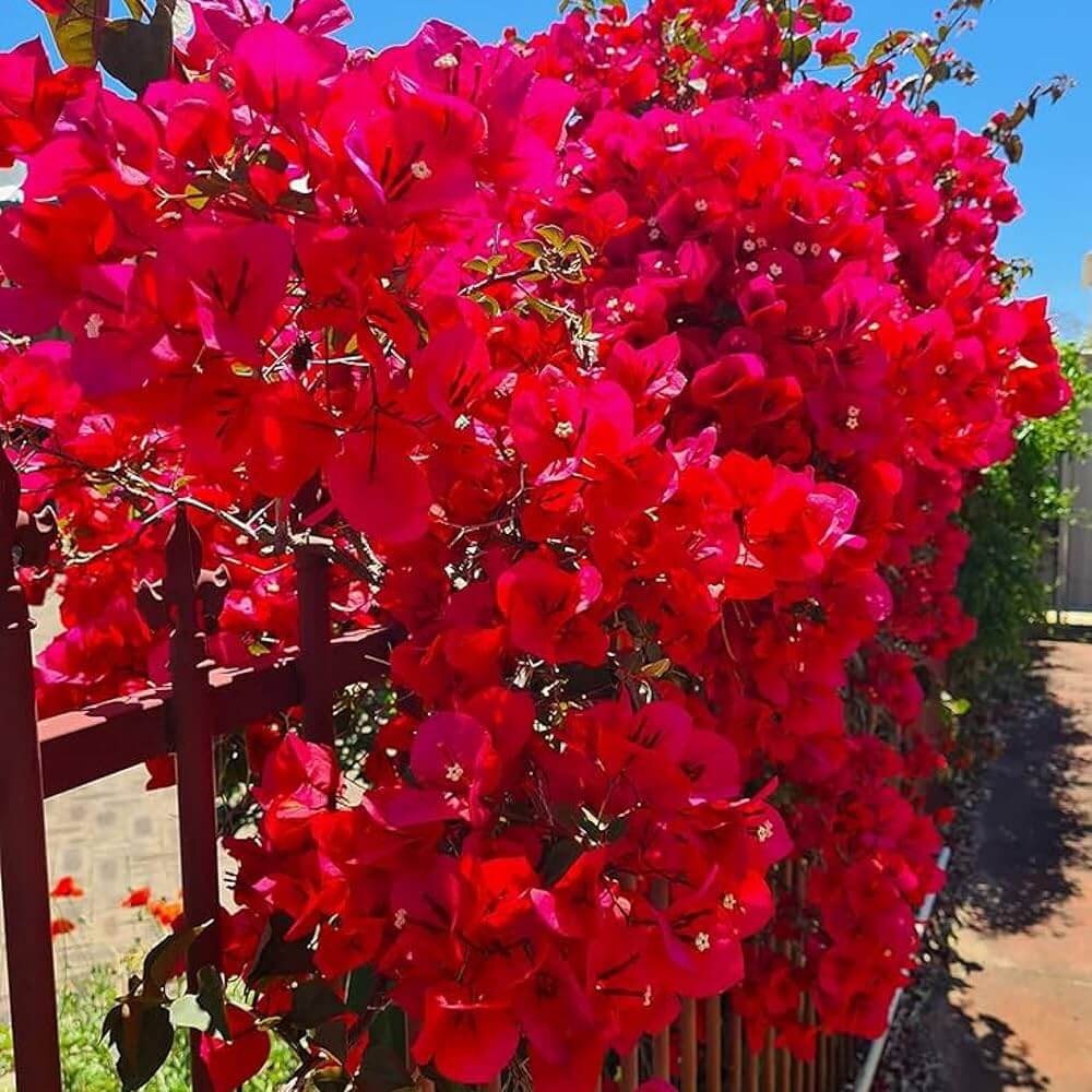 San Diego Red Bougainvillea Seeds