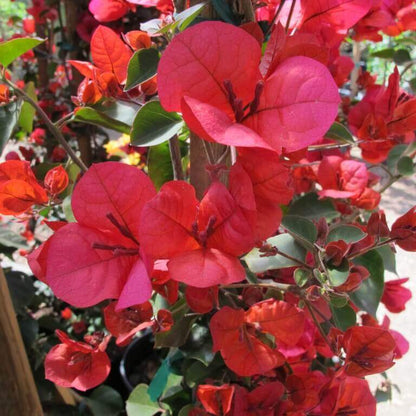 San Diego Red Bougainvillea Seeds