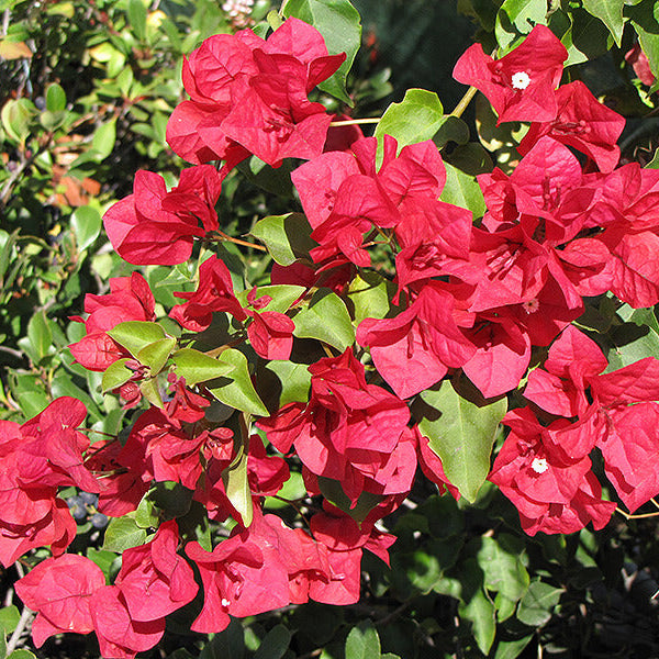 San Diego Red Bougainvillea Seeds
